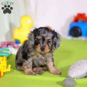 Grace, Cavapoo Puppy
